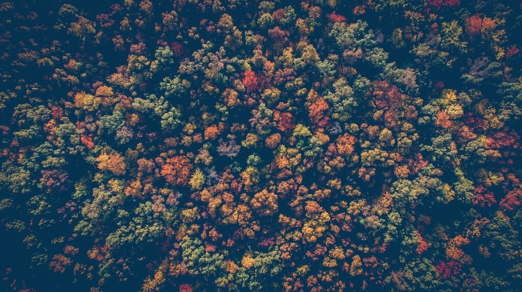 forest, autumn, aerial view-1868529.jpg