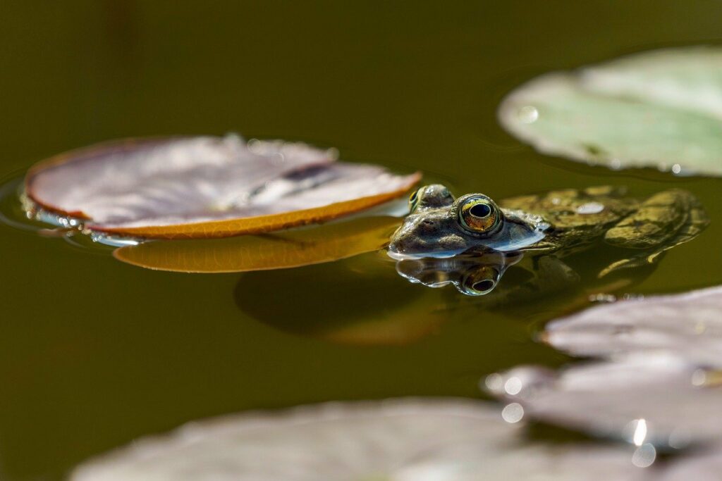 frog, eyes, pond-6316284.jpg